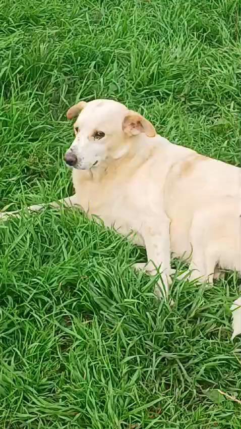 Snoopa, adozione del cuore; adorabile taglia media del 2019 Foto 5